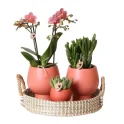 Kolibri-Company-Complete-planten-set-Scandic-Terracotta-2-spike-1021x1024-600x600.jpg